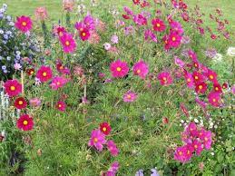 cosmos bipenné